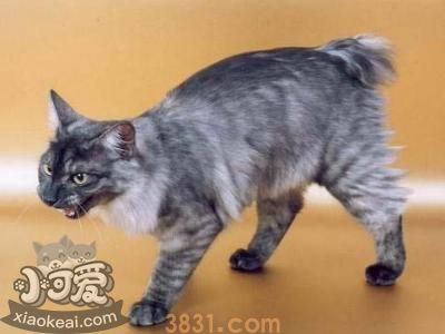 怎么训练肯尼亚猫不记仇 肯尼亚猫记仇解决办法(图1)