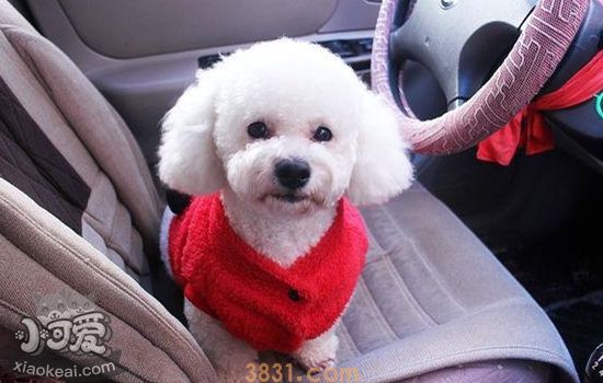 狗狗最喜欢的味道 就是你身上的味道!(图1)