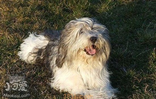 波兰低地牧羊犬发情怎么办 波兰低地牧羊犬发情的护理措施(图1)
