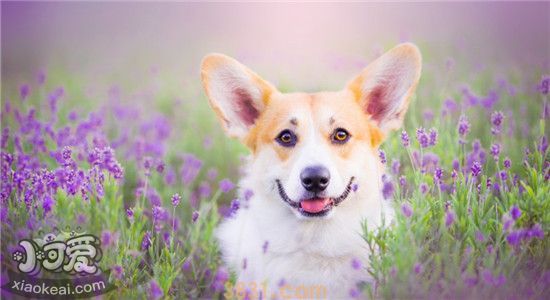 最适合女生养的狗 这四种狗狗你一定会心动(图2)
