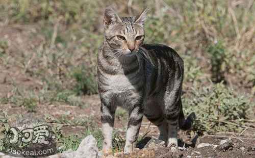 肯尼亚猫多久洗一次澡 肯尼亚猫洗澡方法(图1)