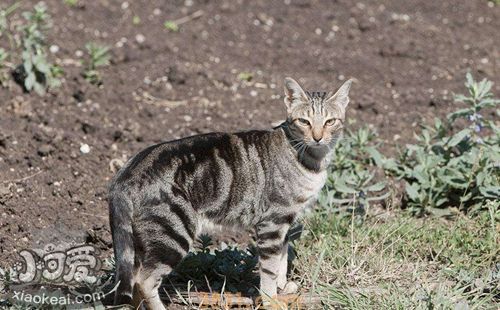 肯尼亚猫怎么养 肯尼亚猫喂养技巧(图1)
