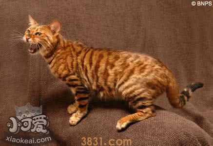 玩具虎猫哪些不能吃 玩具虎猫饮食禁忌介绍(图1)