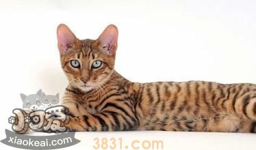 玩具虎猫幼猫一天喂几次 幼猫喂食次数是关键(图1)