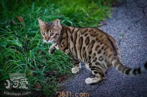 豹猫打呼噜什么原因 睡觉打呼噜要注意(图1)