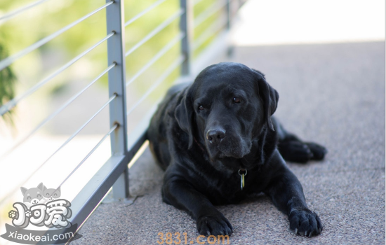 拉布拉多的缺点有哪些 你还会养它吗(图2)