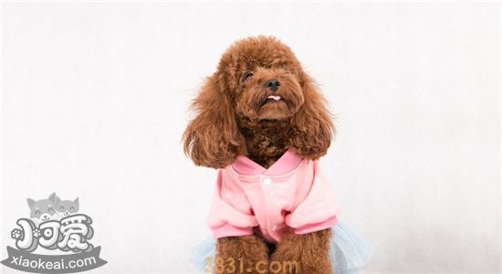泰迪的缺点有哪些 看完你还想养泰迪吗(图1)