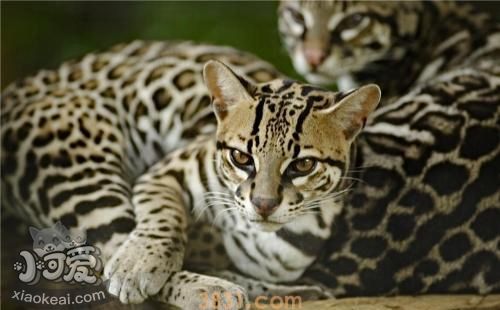 豹猫便秘怎么办 豹猫便秘症状及治疗方法(图1)
