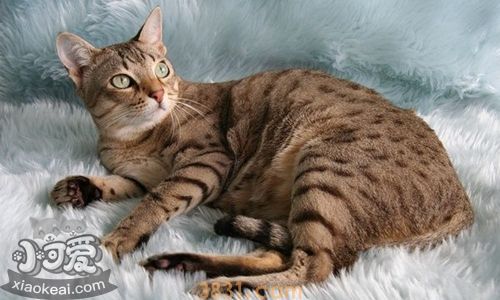 澳大利亚雾猫得了皮肤病怎么治疗(图1)