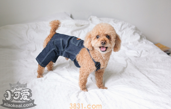 怎么挑选泰迪幼犬 这几点要注意(图2)