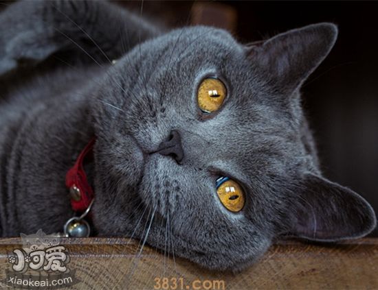 怎么判断沙特尔猫是否怀孕 沙特尔猫怀孕征兆介绍(图1)