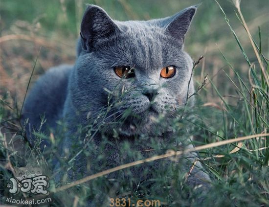 沙特尔猫繁殖要注意什么 沙特尔猫繁殖注意事项(图1)