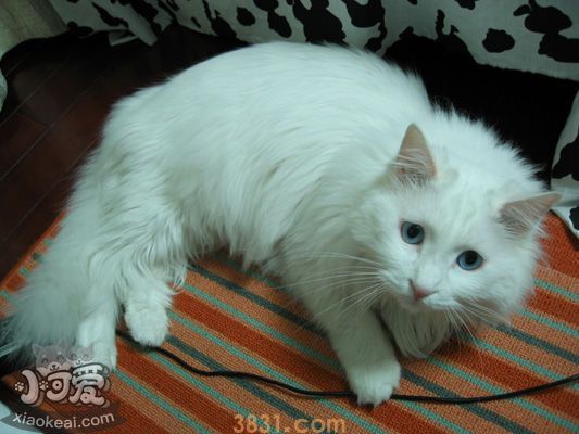 山东狮子猫如何预防流产 山东狮子猫流产原因介绍(图1)