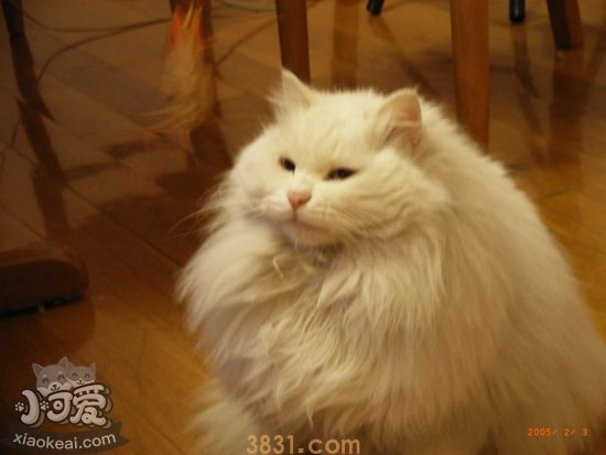 山东狮子猫怎么助产 生产过程及助产方法介绍(图1)