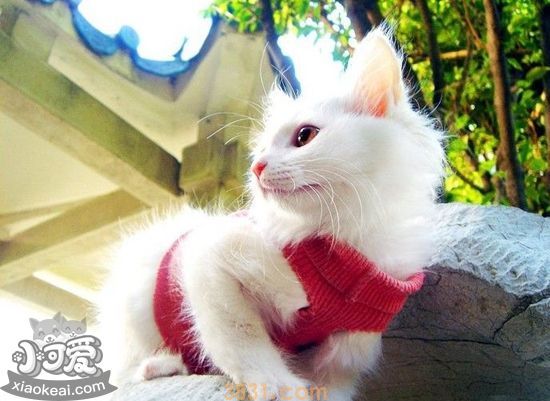 山东狮子猫发情怎么办 山东狮子猫发情照顾方法(图1)