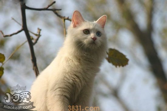 山东狮子猫产后怎么照顾 山东狮子猫产后护理(图1)