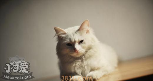 山东狮子猫绝育后怎么护理 绝育手术后护理方法(图1)