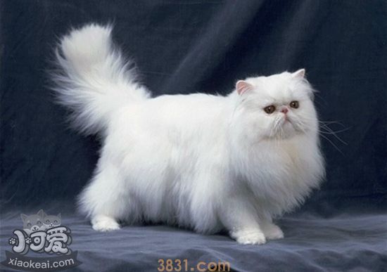波斯猫怀孕怎么增加营养 波斯猫孕期营养补充(图1)