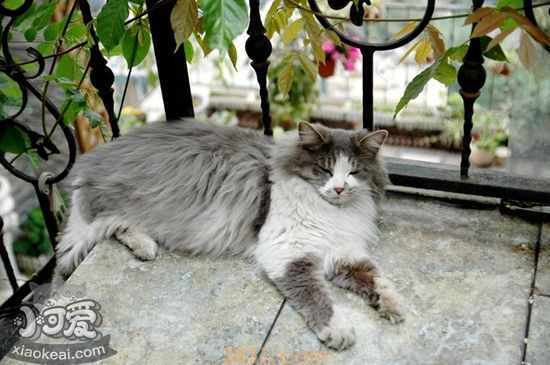 挪威森林猫孕期怎么吃 挪威森林猫孕期饮食介绍(图1)