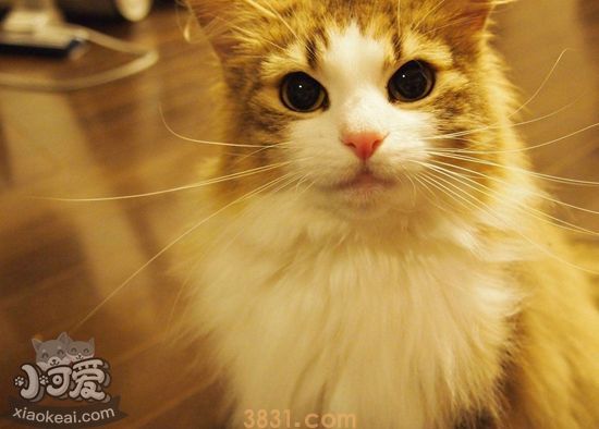 挪威森林猫初次交配要注意什么 初次交配注意事项(图1)