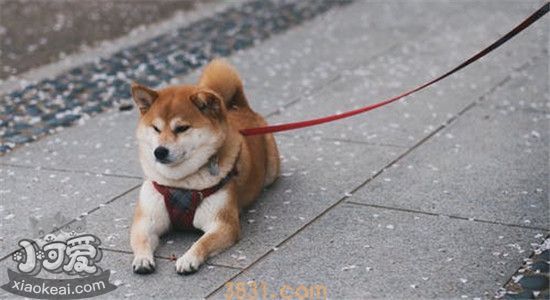 自制狗粮的缺点是什么 食用自制狗粮对狗狗有什么坏处(图2)