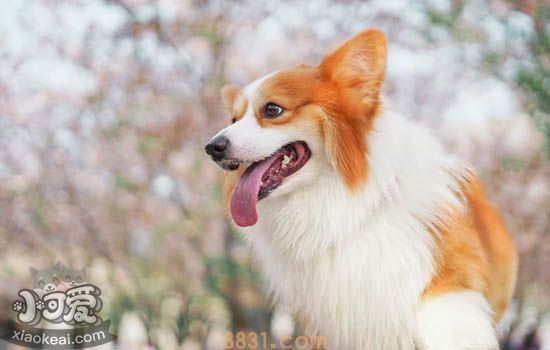 被柯基抓伤要不要打疫苗 告诉你要接种狂犬病的条件(图3)