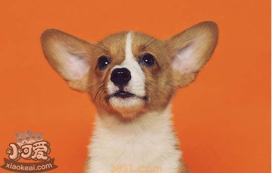 被柯基抓伤要不要打疫苗 告诉你要接种狂犬病的条件(图1)