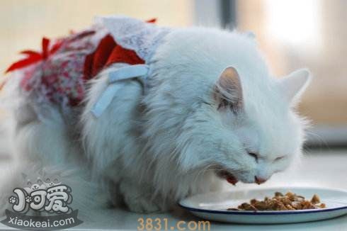 蒂凡尼猫绝育前要准备什么 蒂凡尼猫绝育准备事项(图1)