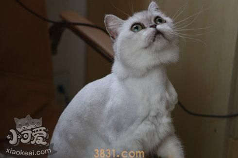 蒂凡尼猫怎么预防流产 蒂凡尼猫流产预防方法(图1)