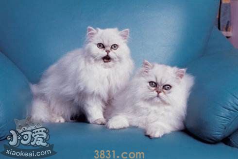 怎么帮助蒂凡尼猫抚育幼猫 蒂凡尼猫幼猫抚育方法(图1)