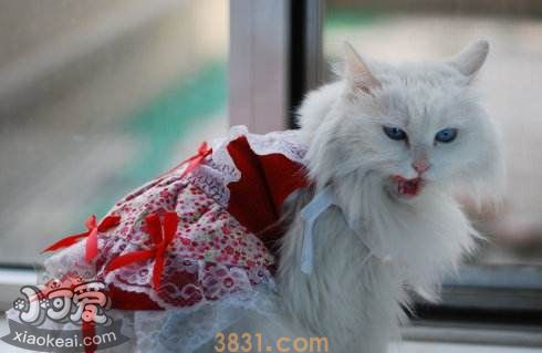 怎么喂食没出乳牙的蒂凡尼猫幼猫(图1)