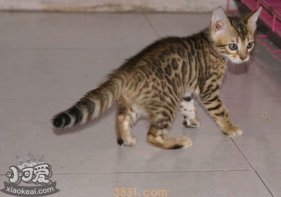 豹猫产后出血怎么办 豹猫产后出血治疗方法(图1)