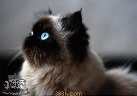 喜马拉雅猫预产期怎么推算 预产期推算方法(图1)