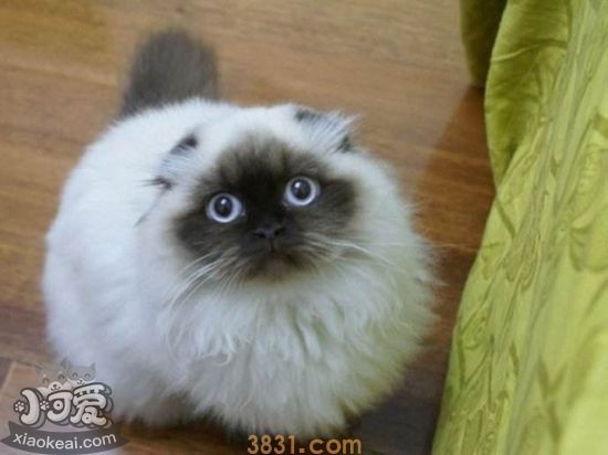喜马拉雅猫产后怎么护理 喜马拉雅猫产后护理方法(图1)