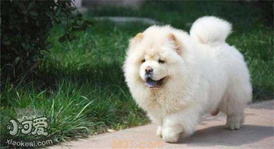松狮的缺点是什么 为什么没多少人养松狮(图1)