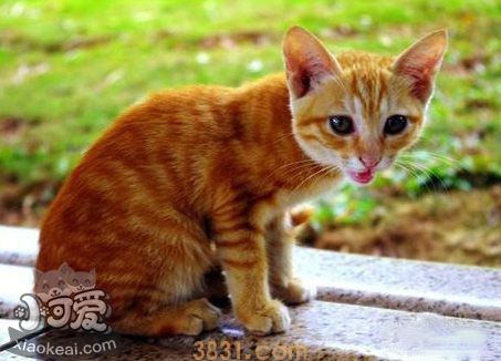 猫咪不同行为动作的需求和想法解析(图1)