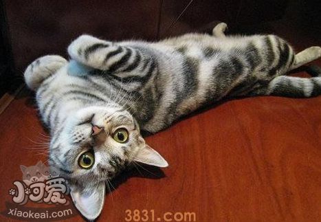 猫咪不同行为动作的需求和想法解析(图2)