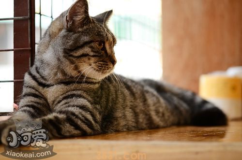 猫的类型及其相处方式 不同类型的猫相处方式也不一样(图5)