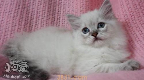 猫的类型及其相处方式 不同类型的猫相处方式也不一样(图6)