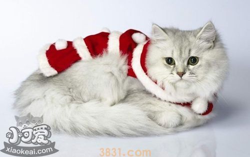猫猫的性格有哪些?猫咪12种性格解析(图1)