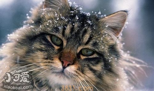 猫猫的性格有哪些?猫咪12种性格解析(图2)