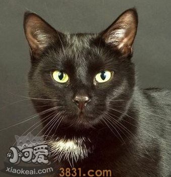 猫咪性格怎么判断 根据猫咪毛色判断性格(图3)