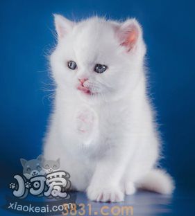 猫咪性格怎么判断 根据猫咪毛色判断性格(图2)