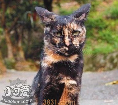 猫咪性格怎么判断 根据猫咪毛色判断性格(图5)