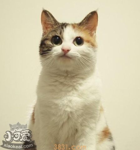 猫咪性格怎么判断 根据猫咪毛色判断性格(图6)