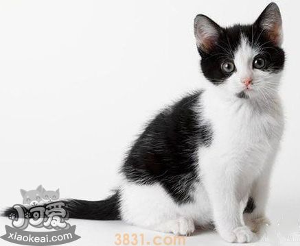 猫咪性格怎么判断 根据猫咪毛色判断性格(图7)