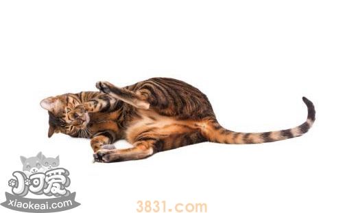 如何训练玩具虎猫在固定的地方睡觉(图1)