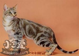 肯尼亚猫不会用猫抓板怎么办 肯尼亚猫猫抓板训练(图1)