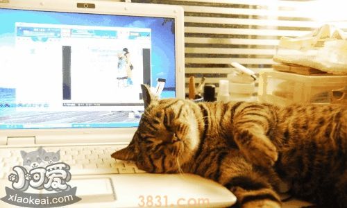 玩具虎猫咬人怎么办 玩具虎猫不咬人训练方法(图1)