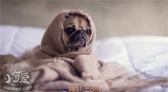巴哥有哪些优点 怪不得巴哥越来越受欢迎(图3)